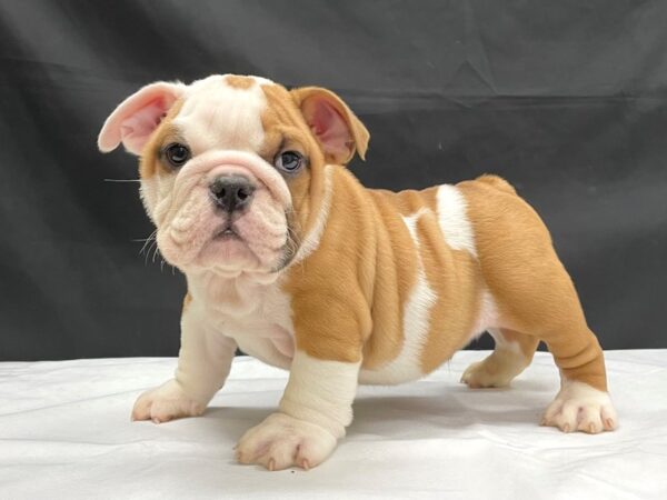 English Bulldog DOG Male Red 24057 Petland Las Vegas, Nevada