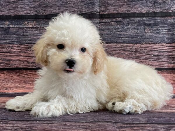 Maltese/Poodle DOG Male Cream 24093 Petland Las Vegas, Nevada