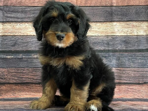 Bernese Mountain Dog/Poodle-DOG-Male-Black / Tan-24092-Petland Las Vegas, Nevada