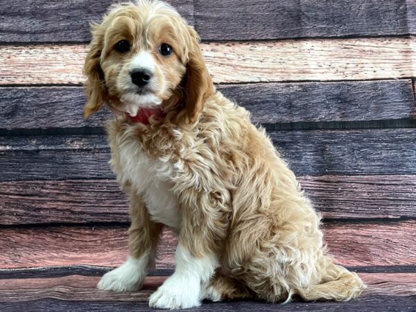 F1b Cavapoo DOG Female Apricot 24090 Petland Las Vegas, Nevada