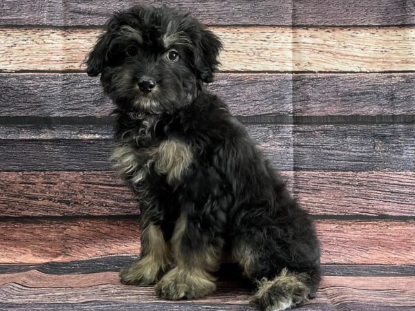 Australian Shepherd/Poodle DOG Male Black / Tan 24088 Petland Las Vegas, Nevada