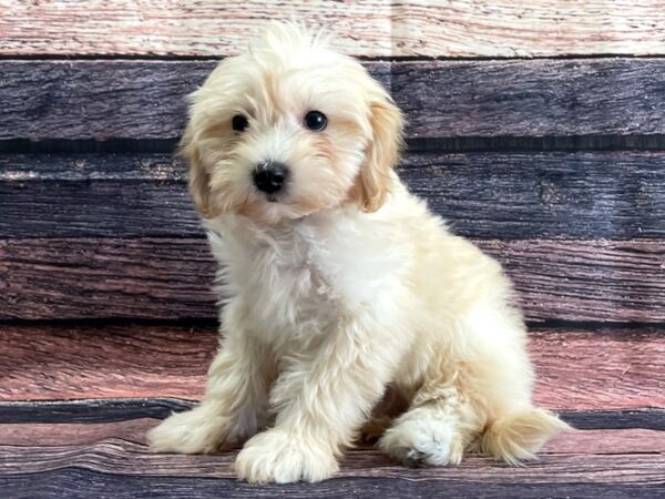 Bichon Frise/Poodle DOG Male Cream 24089 Petland Las Vegas, Nevada