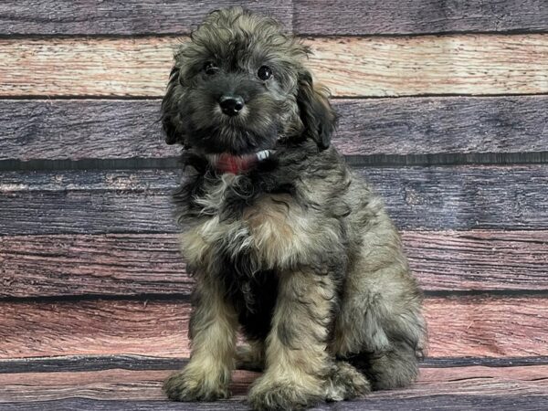 Australian Shepherd/Poodle-DOG-Female-Cafe Au Lait-24087-Petland Las Vegas, Nevada