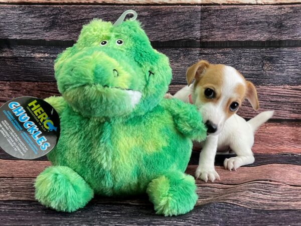 Jack Russell Terrier-DOG-Female-White / Red-24084-Petland Las Vegas, Nevada