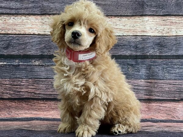 Poodle-DOG-Female-Apricot-24082-Petland Las Vegas, Nevada