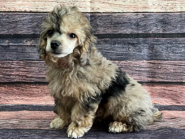 Poodle-DOG-Female-Blue Merle / Tan-24081-Petland Las Vegas, Nevada