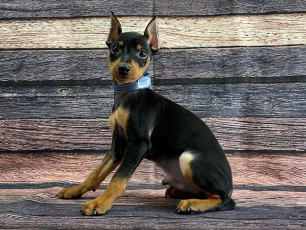 Miniature Pinscher DOG Male Black / Rust 24078 Petland Las Vegas, Nevada