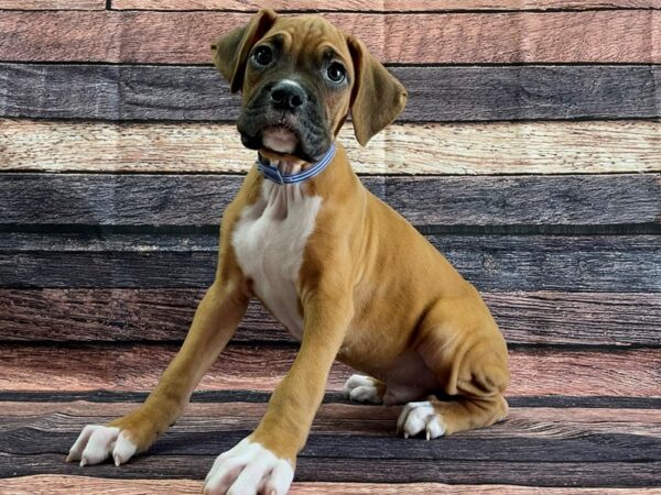 Boxer DOG Male Fawn 24074 Petland Las Vegas, Nevada