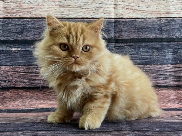 Persian-CAT-Male-Red-24068-Petland Las Vegas, Nevada