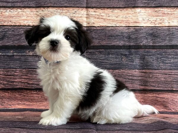 Havanese DOG Male Black and White 24065 Petland Las Vegas, Nevada