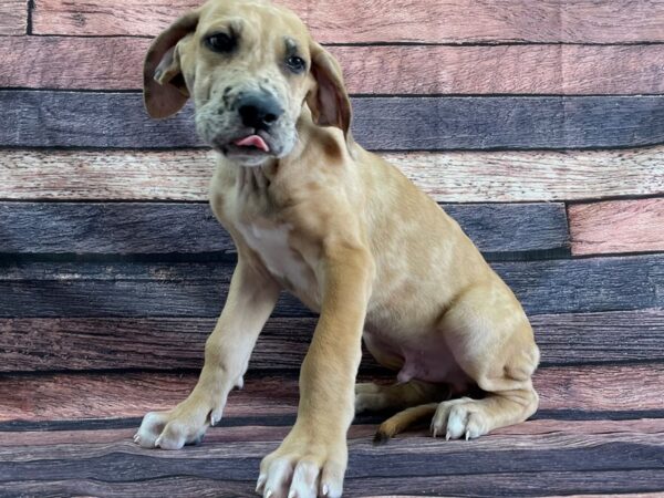 Great Dane DOG Male Fawn 24064 Petland Las Vegas, Nevada