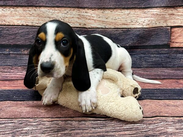 Basset Hound DOG Male Black Tan / White 24105 Petland Las Vegas, Nevada