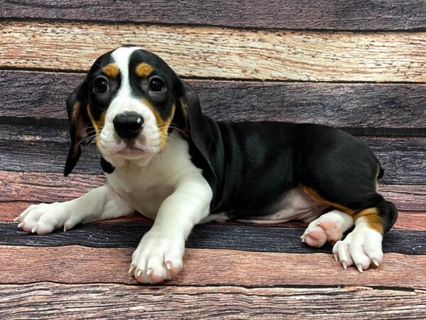 Basset Hound/Old English Bulldog-DOG-Female-Black / Tan-24121-Petland Las Vegas, Nevada