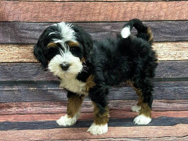 F1B Mini Bernedoodle-DOG-Male-Black / Tan-24118-Petland Las Vegas, Nevada