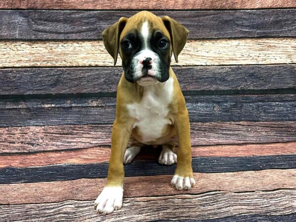 Boxer DOG Female Fawn 24094 Petland Las Vegas, Nevada