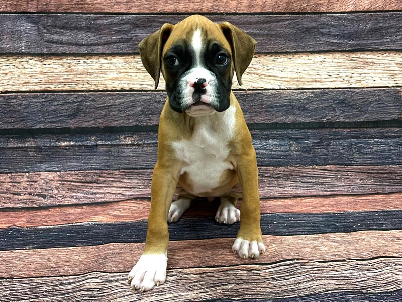 Boxer Puppy Fawn ID24094 Located at Petland Las Vegas, Nevada