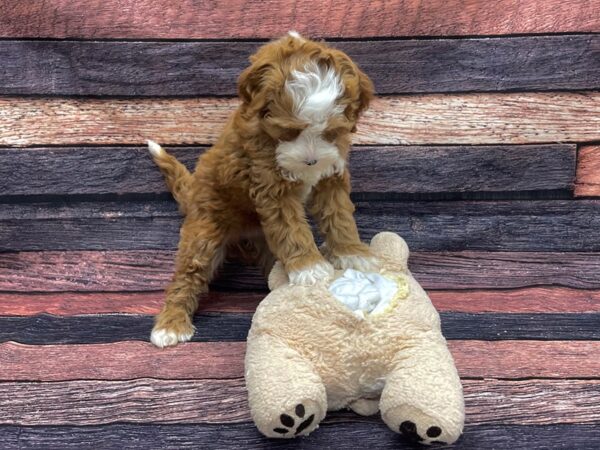 F1B Mini Bernadoodle DOG Female Red 24117 Petland Las Vegas, Nevada