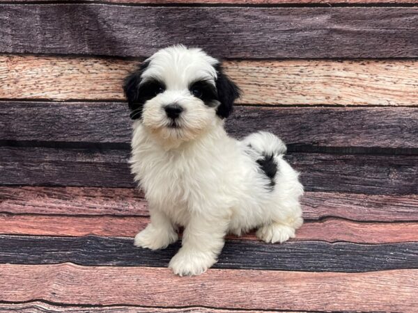 Havanese DOG Male Black and White 24096 Petland Las Vegas, Nevada