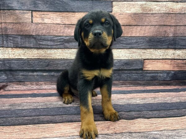 Rottweiler DOG Male Black and Mahogany 24100 Petland Las Vegas, Nevada