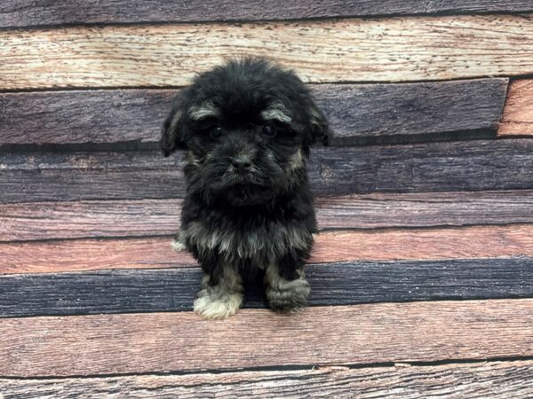 Bichon Frise/Poodle DOG Female Black and Apricot 24103 Petland Las Vegas, Nevada