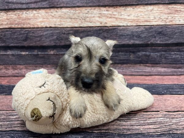 Miniature Schnauzer DOG Female Salt and Pepper 24097 Petland Las Vegas, Nevada