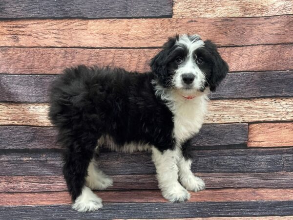 Australian Shepherd/Standard Poodle-DOG-Female-Black-24116-Petland Las Vegas, Nevada