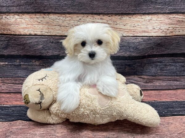 Maltese/Poodle-DOG-Male-White and Apricot-24104-Petland Las Vegas, Nevada