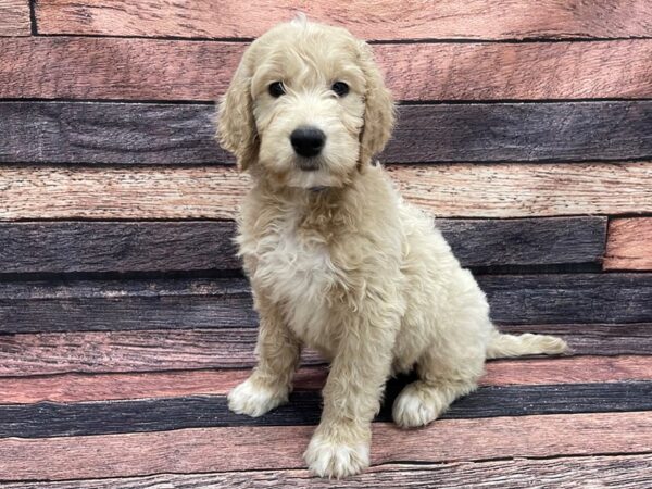 Golden Retriever/Standard Poodle DOG Male Golden 24115 Petland Las Vegas, Nevada