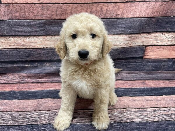 Golden Retriever/Standard Poodle DOG Female Golden 24114 Petland Las Vegas, Nevada