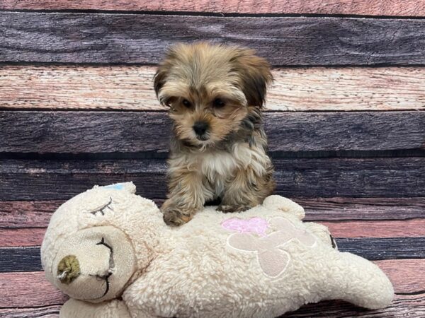 Poodle/Yorkshire Terrier DOG Female Red Sable 24122 Petland Las Vegas, Nevada