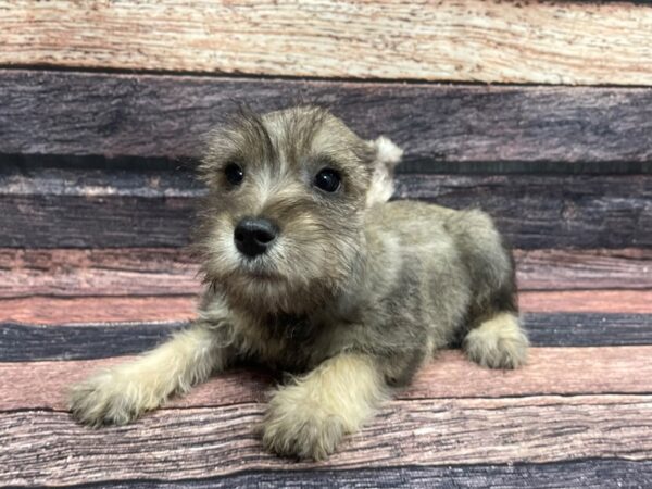 Miniature Schnauzer DOG Male Salt and Pepper 24098 Petland Las Vegas, Nevada