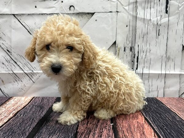 Bichon Frise/Poodle DOG Male Apricot 24154 Petland Las Vegas, Nevada