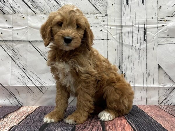 F1 Mini Goldendoodle-DOG-Female-Red-24152-Petland Las Vegas, Nevada