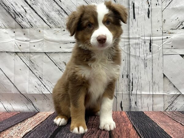 Australian Shepherd DOG Male Red 24134 Petland Las Vegas, Nevada