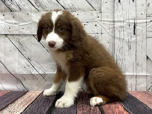 Australian Shepherd DOG Female Red 24133 Petland Las Vegas, Nevada