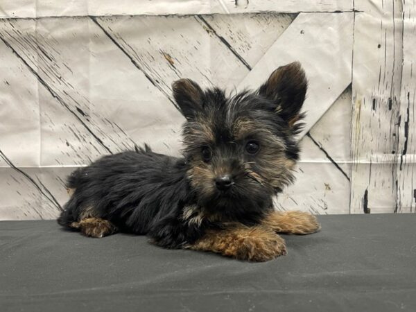 2nd Generation Morkie DOG Female Black / Tan 24155 Petland Las Vegas, Nevada