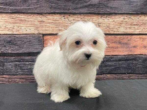 Maltese/Poodle-DOG-Female-White-24156-Petland Las Vegas, Nevada