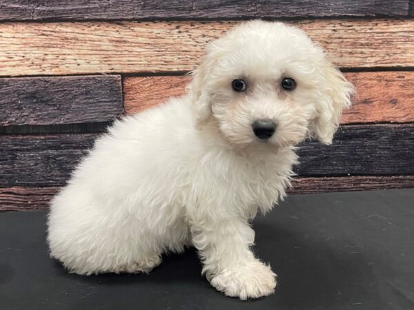 Bichon Frise DOG Female White 24135 Petland Las Vegas, Nevada