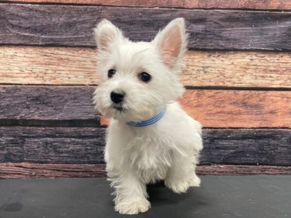 West Highland White Terrier DOG Male White 24146 Petland Las Vegas, Nevada