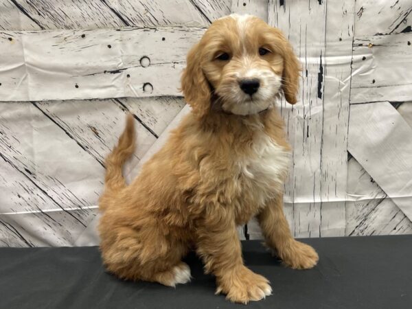 F1 Mini Goldendoodle-DOG-Male-Dark Golden-24153-Petland Las Vegas, Nevada