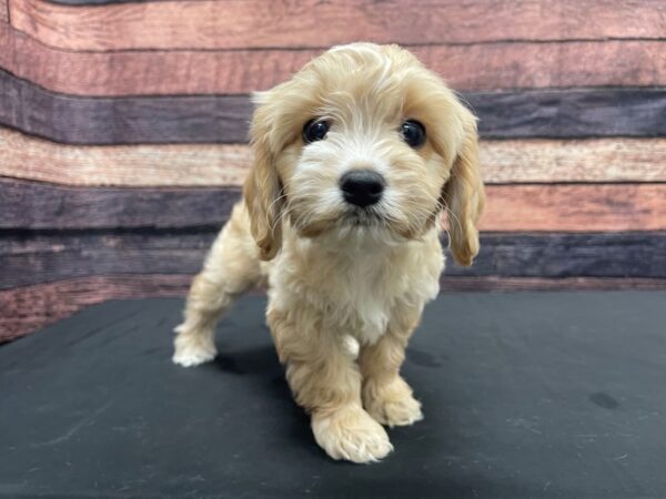 Bichon Frise/Cavalier King Charles Spaniel DOG Male Apricot 24149 Petland Las Vegas, Nevada