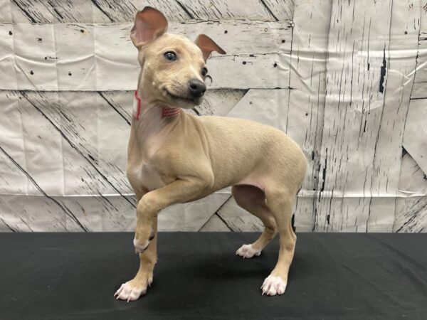 Italian Greyhound DOG Female Blue Fawn 24138 Petland Las Vegas, Nevada