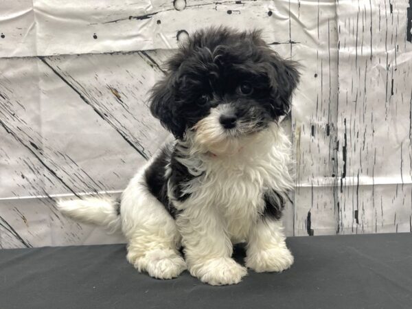 Havanese DOG Female Black and White 24131 Petland Las Vegas, Nevada