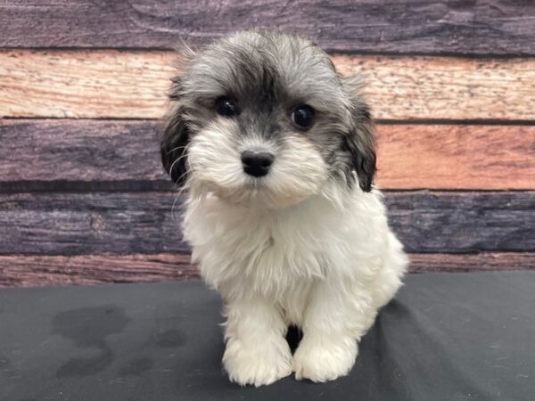 Havanese DOG Male Gold 24130 Petland Las Vegas, Nevada