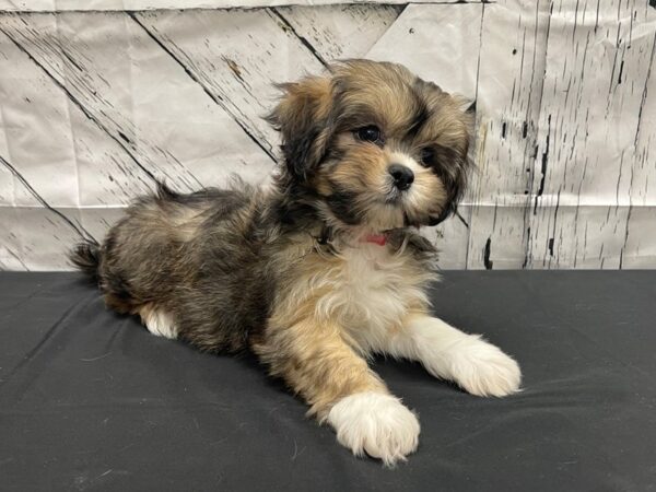 Lhasa Apso DOG Female Red Gold 24125 Petland Las Vegas, Nevada