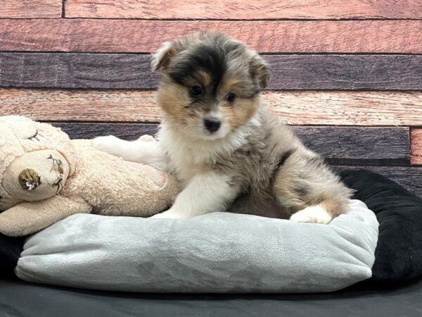 Miniature Australian Shepherd/Poodle-DOG-Male-Blue Merle-24178-Petland Las Vegas, Nevada