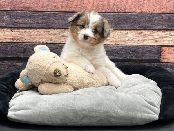 Miniature Australian Shepherd/Poodle-DOG-Female-White / Blue Merle-24177-Petland Las Vegas, Nevada