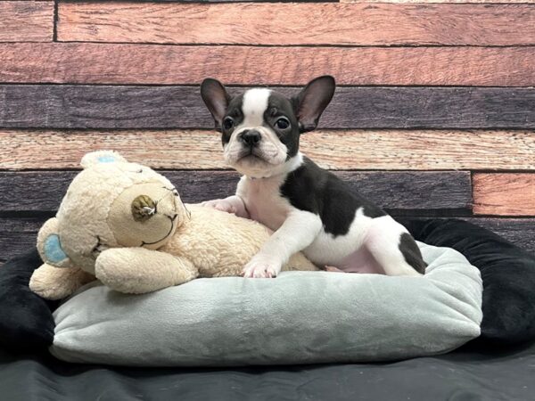 Boston Terrier/French Bulldog DOG Male White Black / Brindle 24174 Petland Las Vegas, Nevada