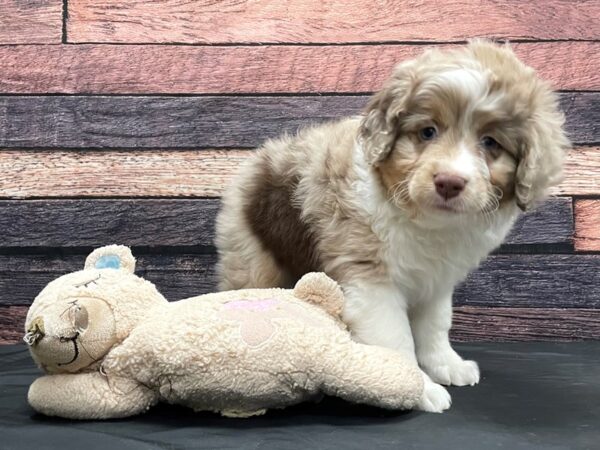 Australian Shepherd/Miniature Australian Shepherd DOG Male Red Merle 24166 Petland Las Vegas, Nevada