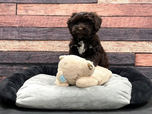 Havanese/Poodle DOG Male Chocolate 24164 Petland Las Vegas, Nevada